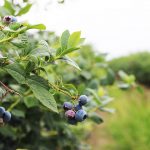 Where to go Berry Picking