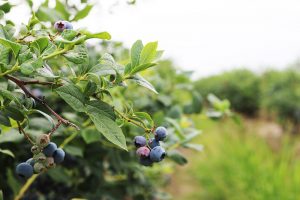 Where to go Berry Picking