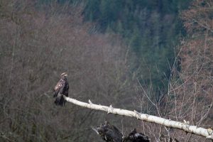 Eagle Viewing Squamish - A juvenile bald eagle perches on a white tree branch, surveying the leafless trees and forested hills in the distance. November marks the beginning of prime eagle-watching season around Vancouver, especially along rivers and nature reserves.