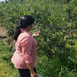 Tazim Berry Picking
