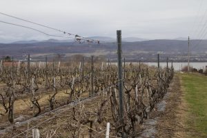 A quiet vineyard on &Icirc;le d&rsquo;Orl&eacute;ans in early spring, overlooking the St. Lawrence River with mountains in the distance.