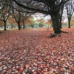 A wide path in Trout Lake Park is completely covered in fallen red, orange, and yellow leaves beneath a canopy of bare-branched trees. It&rsquo;s a quiet, peaceful moment that captures how fall gently transforms even familiar city parks into something magical.