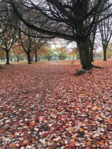 A wide path in Trout Lake Park is completely covered in fallen red, orange, and yellow leaves beneath a canopy of bare-branched trees. It&rsquo;s a quiet, peaceful moment that captures how fall gently transforms even familiar city parks into something magical.