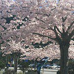 Lush cherry trees in full bloom stand alongside a sculpted orca statue, set against the quaint charm of Horseshoe Bay. This spot beautifully combines art, nature, and springtime splendor in Vancouver.