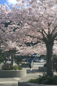 Lush cherry trees in full bloom stand alongside a sculpted orca statue, set against the quaint charm of Horseshoe Bay. This spot beautifully combines art, nature, and springtime splendor in Vancouver.