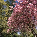 Vibrant pink cherry blossoms in full bloom with a "Deep Cove Park" sign, epitomizing Vancouver's spring beauty. This image illustrates the charm of exploring parks like Deep Cove in spring, where cherry blossoms are a highlight.