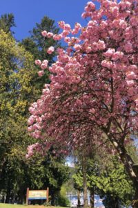 Vibrant pink cherry blossoms in full bloom with a "Deep Cove Park" sign, epitomizing Vancouver's spring beauty. This image illustrates the charm of exploring parks like Deep Cove in spring, where cherry blossoms are a highlight.