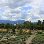 A scenic vineyard in the Okanagan Valley, British Columbia, overlooking Okanagan Lake with a backdrop of forested hills and blue sky. The peaceful, wine-rich Okanagan is Canada&rsquo;s answer to California&rsquo;s Napa Valley&mdash;with fewer crowds and lakeside charm