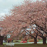 A row of blooming cherry blossom trees creates a vibrant canopy of pink petals in a park, with a white bench in the foreground and people strolling beneath the blossoms. Vancouver in April comes alive with cherry blossoms, offering picturesque spots for relaxation and photography.
