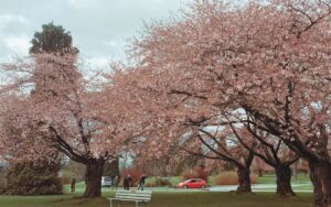 A row of blooming cherry blossom trees creates a vibrant canopy of pink petals in a park, with a white bench in the foreground and people strolling beneath the blossoms. Vancouver in April comes alive with cherry blossoms, offering picturesque spots for relaxation and photography.