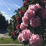 A close-up of bright pink and red flowers with a backdrop of a sunny blue sky, capturing the intricate details of spring blooms. This adds charm to Vancouver's floral displays during the season.