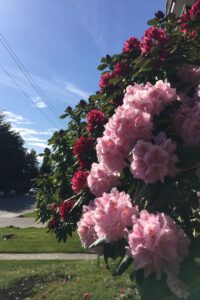 A close-up of bright pink and red flowers with a backdrop of a sunny blue sky, capturing the intricate details of spring blooms. This adds charm to Vancouver's floral displays during the season.
