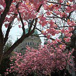 Victoria, BC Cherry Blossoms