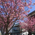 Cherry blossom trees line the road outside Park Royal shopping center, complemented by vibrant red flower bushes and sunny weather. This showcases the blend of nature and urban life during spring in West Vancouver.