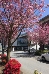 Cherry blossom trees line the road outside Park Royal shopping center, complemented by vibrant red flower bushes and sunny weather. This showcases the blend of nature and urban life during spring in West Vancouver.