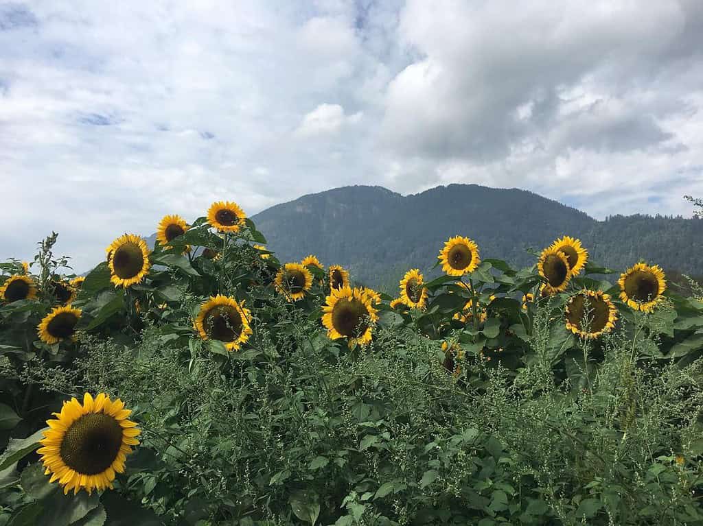 A sprawling field of vibrant sunflowers in full bloom stretches towards the base of a tree-covered mountain under an overcast sky.