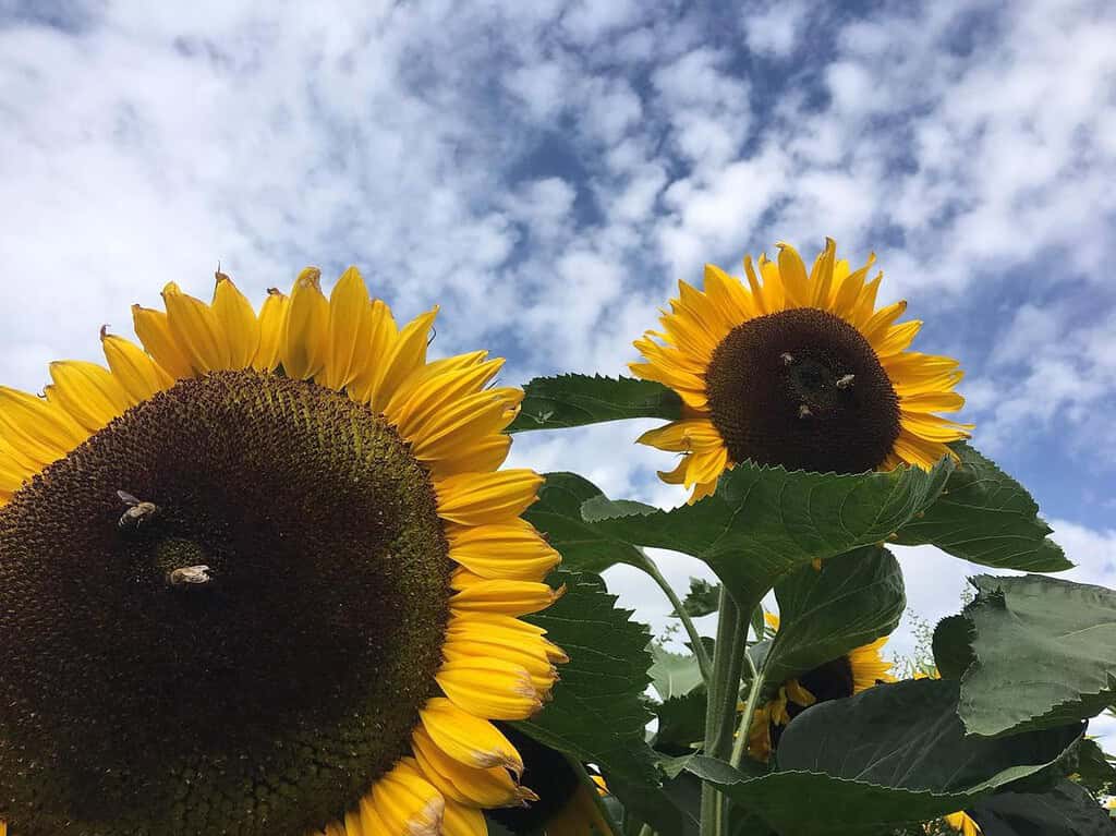 Two bright yellow sunflowers with large brown centers stand against a partly cloudy blue sky, with bees collecting pollen.