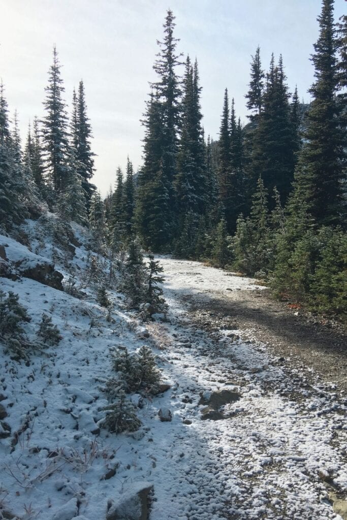 A snow-dusted trail winds through tall evergreen trees in Manning Park. This kind of quiet winter path makes the park a strong choice for snowshoeing and peaceful cold-weather walks.