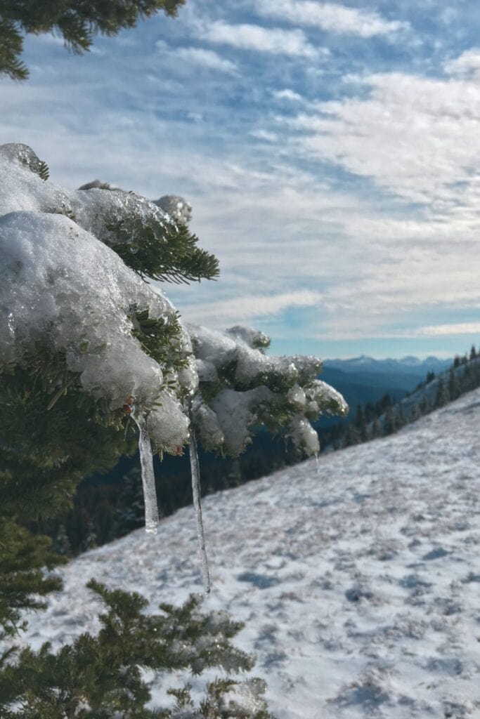 Snow and icicles cling to evergreen branches on a sunny winter day in Manning Park. Winter in Manning Park is ideal for slower snow days, mountain views, and quiet time outdoors.