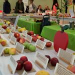 A long table displays rows of apple varieties, each labeled with a card, while people in the background browse and chat. The UBC Apple Festival offers a fun and educational chance to learn about and taste dozens of unique apple types in one place.