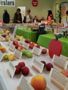 A long table displays rows of apple varieties, each labeled with a card, while people in the background browse and chat. The UBC Apple Festival offers a fun and educational chance to learn about and taste dozens of unique apple types in one place.