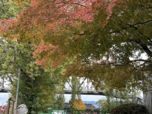 Woman in a long camel coat, layered scarf, gloves, and headband sits among fallen leaves in Vancouver&rsquo;s autumn parks&mdash;great inspiration for what to wear in Vancouver in September.