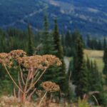 Dried wildflower stems frame a sweeping view of forested hills and winding trails in the distance. Summer hikes near Kamloops, BC, reward you with moments of quiet beauty like this one high above at Sun Peaks Resort.