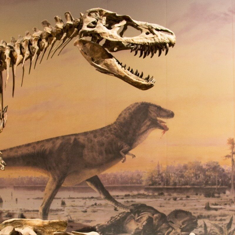 The Royal Tyrell Museum - Dinosoar bones