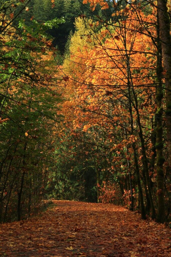 A leaf-strewn trail winds through trees bursting with orange and yellow foliage. This vibrant path is part of the scenic route not far from the Othello Tunnels.