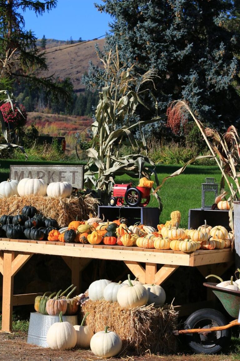 Display table at Pete and Ray Murray&rsquo;s pumpkin patch in Chase, BC, covered with an assortment of colorful gourds, white pumpkins, and squashes arranged on hay bales. A rustic "Market" sign and a small red toy tractor add charm, with corn stalks and autumn trees in the background.