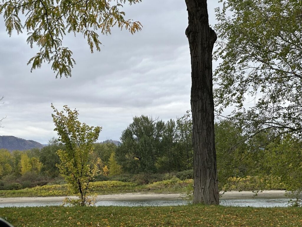 Cluster of mature trees with changing leaves and empty picnic tables scattered along walking paths in Riverside Park, Kamloops, during early fall.