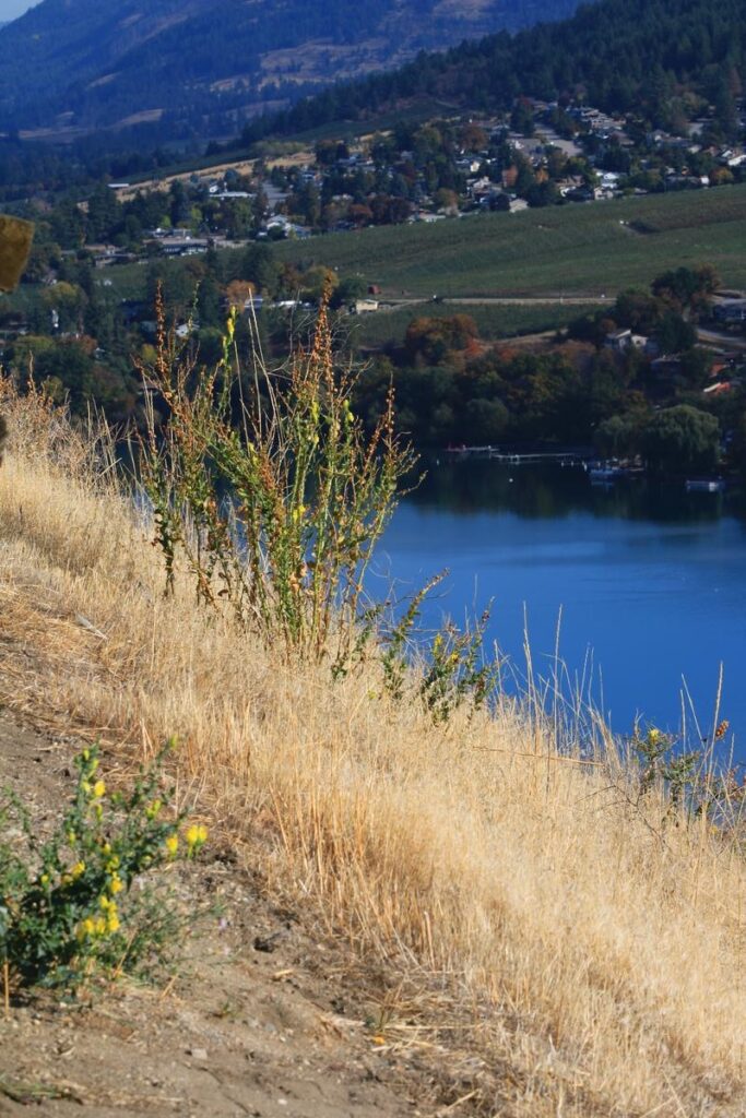 A dusty trail lined with golden grass and wild plants overlooks the deep blue of Kalamalka Lake, with the town of Coldstream and Okanagan Valley hills stretching into the distance.