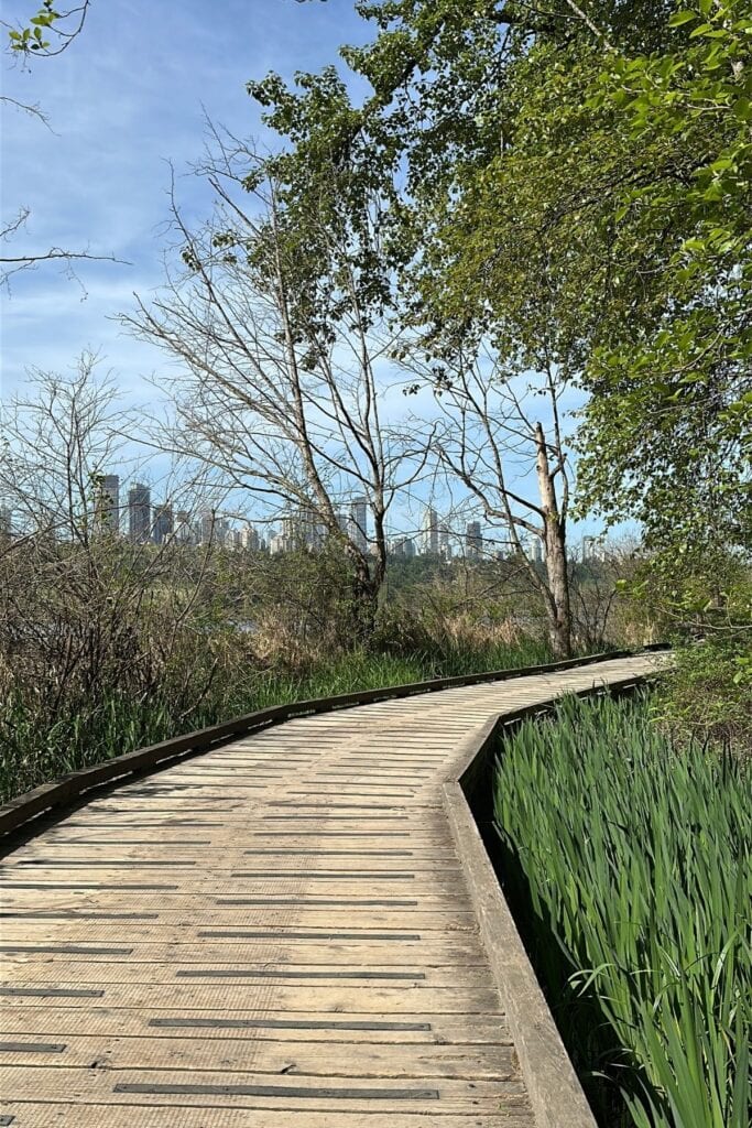 The wooden boardwalk at Deer Lake Park in Burnaby, BC, curving through marsh grass and iris plants, with the Burnaby and Vancouver skyline visible in the distance through bare trees.