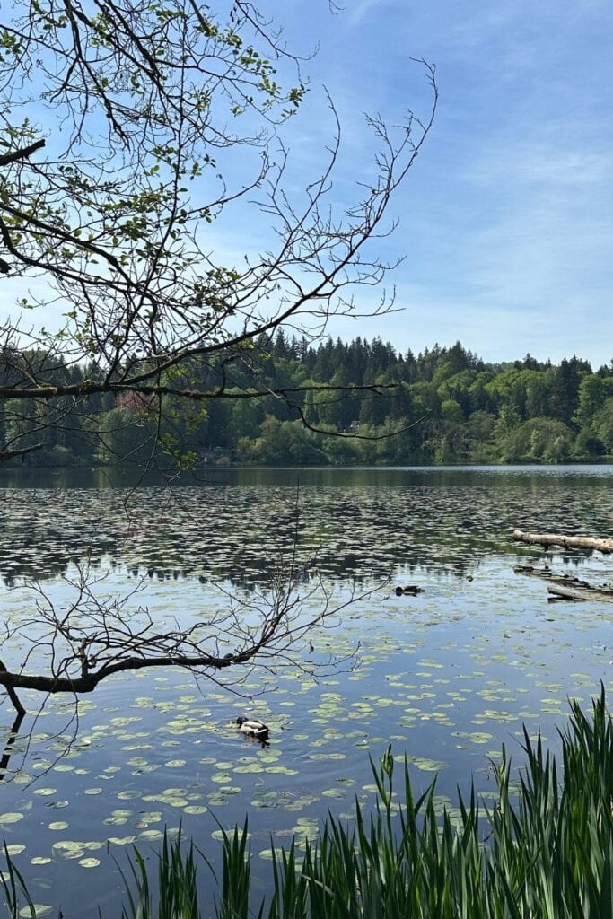 Deer Lake at Deer Lake Park in Burnaby, BC, with lily pads covering the calm water surface, a duck swimming near the shore, reeds in the foreground, and a forested shoreline reflected in the water.