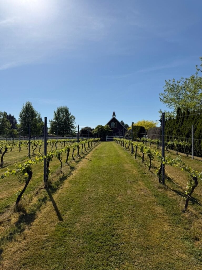Grass pathway between spring grapevine rows leading to the chapel-style building at Seaside Pearl Winery in Abbotsford BC