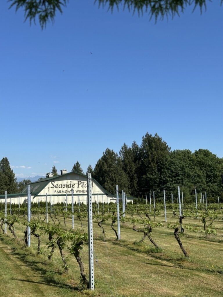 Rows of grapevines at Seaside Pearl Farmgate Winery in Abbotsford with mountain views in the background under a clear blue summer sky
